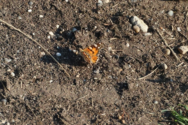 Vanessa cardui - bogáncslepke