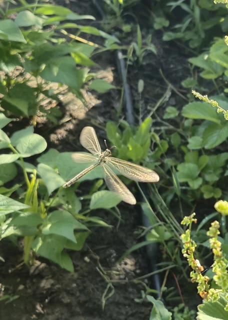 Myrmecaelurus trigrammus - hangyafarkas