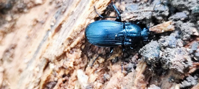 Carabidae - futóbogárfélék
