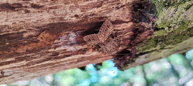 Amphipyra pyramidea - fahéjszínű bagoly