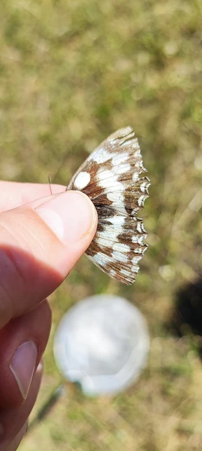 Melanargia galathea - sakktáblalepke