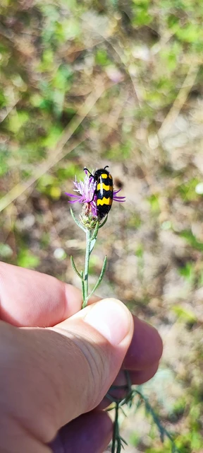 Mylabris variabilis - szalagos hólyaghúzó Mylabris variabilis - szalagos hólyaghúzó