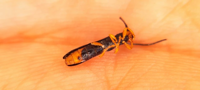 Oberea erythrocephala - pirosfejű kutyatejcincér