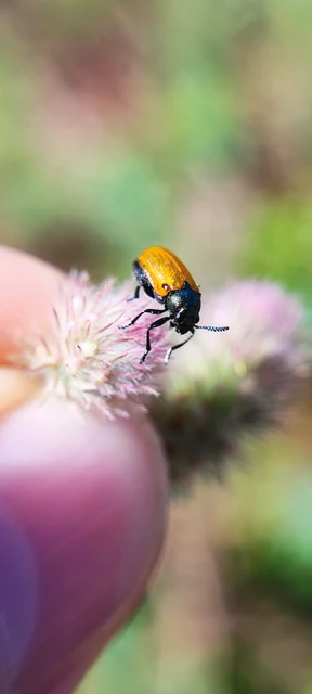 Labidostomis