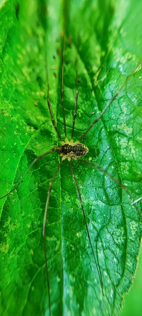 Opiliones - Kaszáspókok