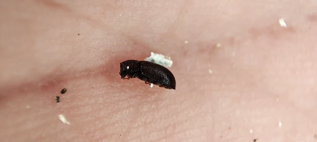 Ciidae - taplószúfélék Ciidae - taplószúfélék