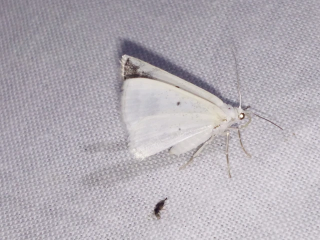 Lomographa temerata - foltos fehéraraszoló