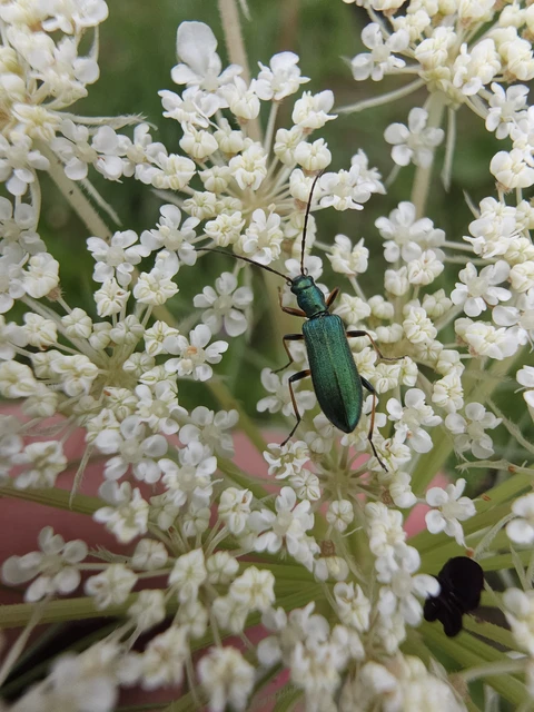 Chrysanthia geniculata - feketecsápú álcincér