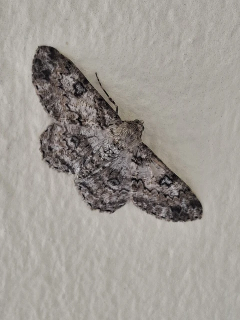 Ascotis selenaria - holdas faaraszoló