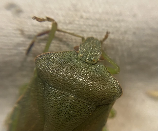 Palomena prasina - zöld bogyómászó-poloska Palomena prasina - zöld bogyómászó-poloska