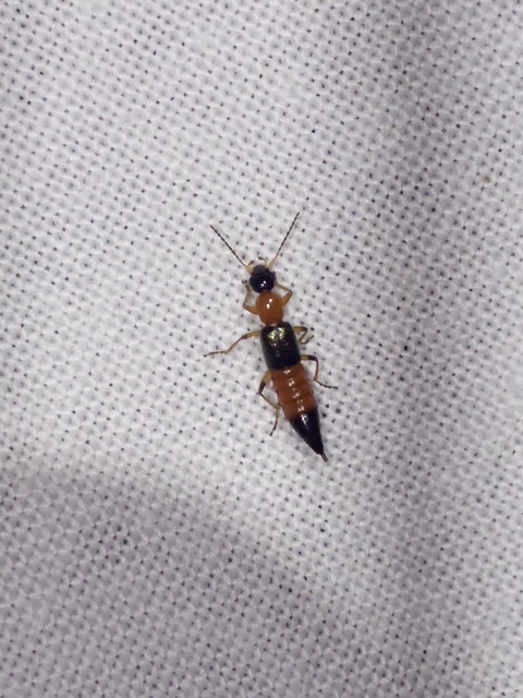 Paederus