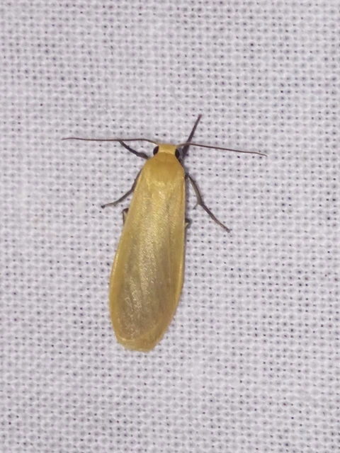 Eilema sororcula - sárga zuzmószövő
