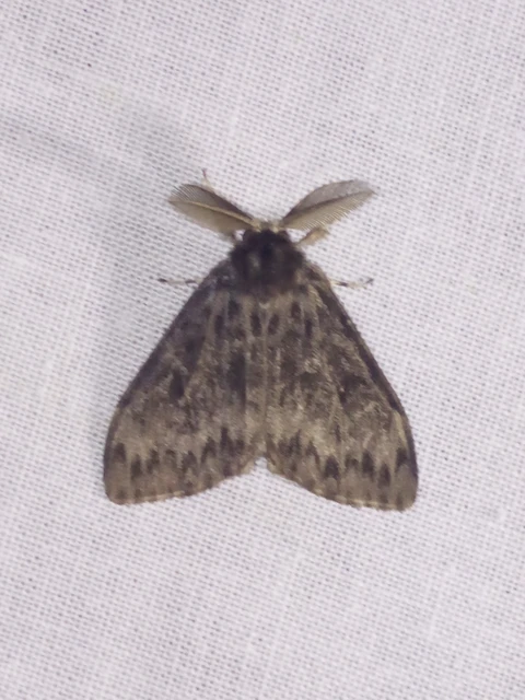 Lymantria monacha - apácalepke