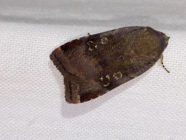 Noctua janthe/janthina