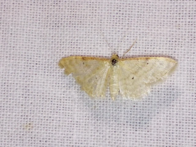 Idaea humiliata - vörösszélű apróaraszoló