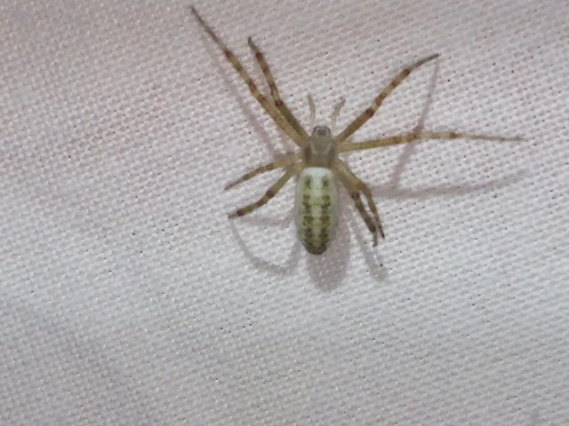 Araneae - Pókok