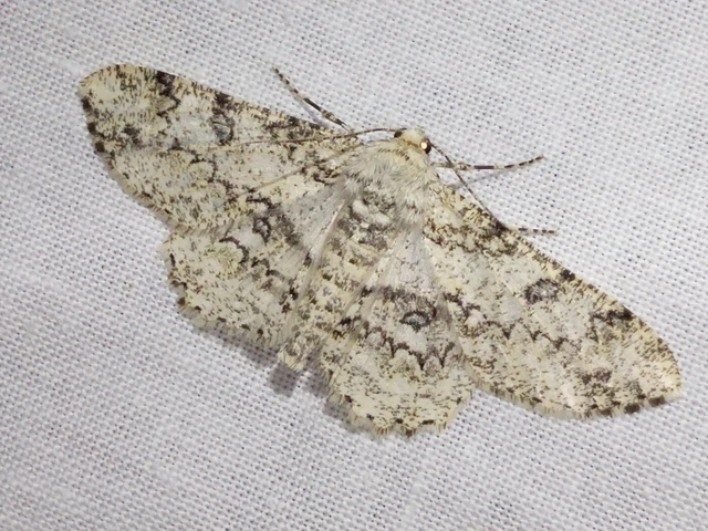 Ascotis selenaria - holdas faaraszoló