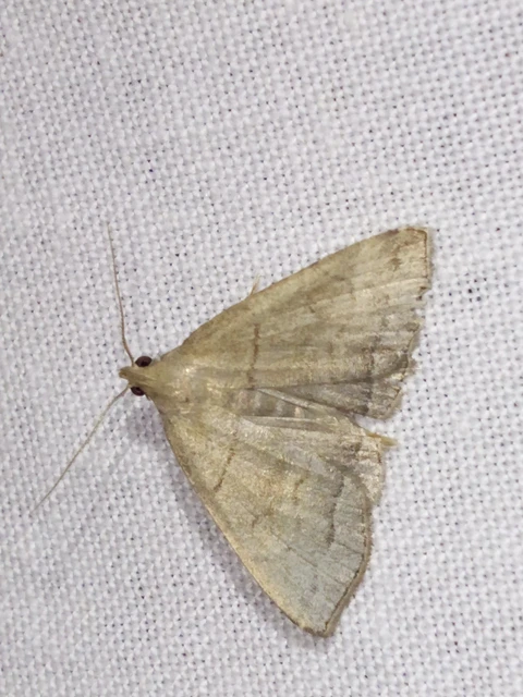 Herminia tarsicrinalis - szőröslábú karcsúbagoly