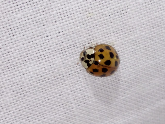 Harmonia axyridis - harlekinkatica
