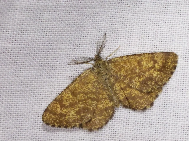 Ematurga atomaria - barna rétiaraszoló