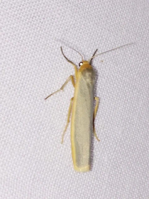 Eilema complana - közönséges zuzmószövő