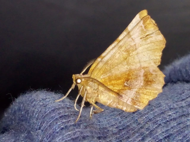 Selenia dentaria - kétfoltos holdasaraszoló
