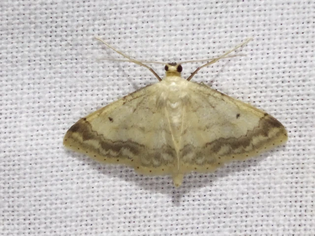 Idaea biselata - mocsári sávosaraszoló