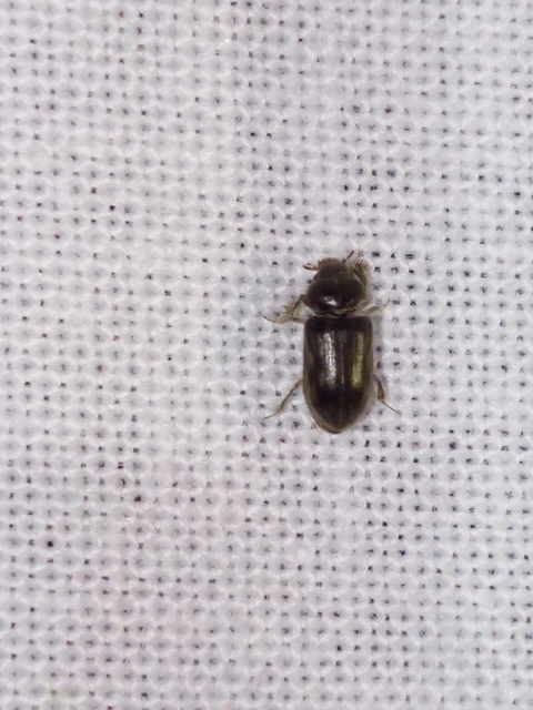 Heterocerus