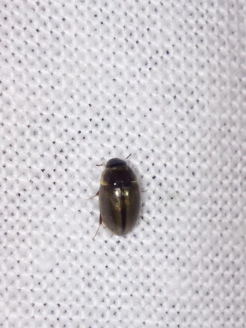 Hydrophilidae - csiborfélék