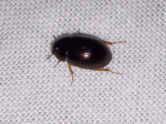 Hydrophilidae - csiborfélék