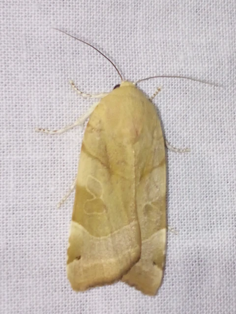 Noctua fimbriata - szélessávú sárgafűbagoly