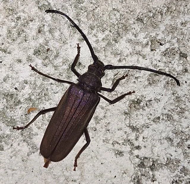 Aegosoma scabricorne - diófacincér