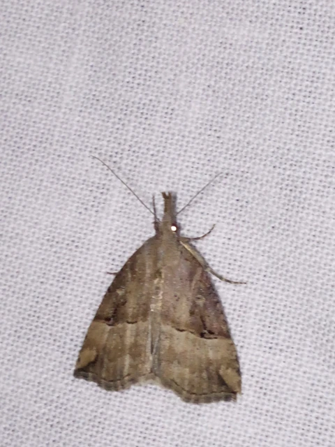 Hypena rostralis - közönséges karcsúbagoly