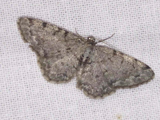 Aethalura punctulata - szürke égeraraszoló