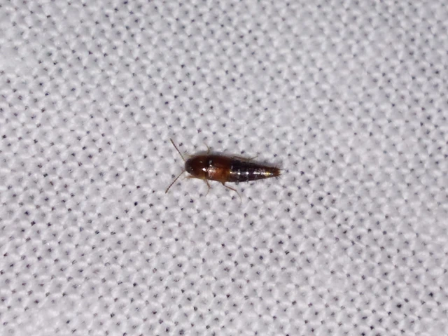 Staphylinidae - holyvafélék