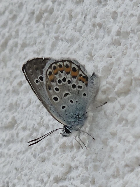 Plebejus argus - ezüstös boglárka