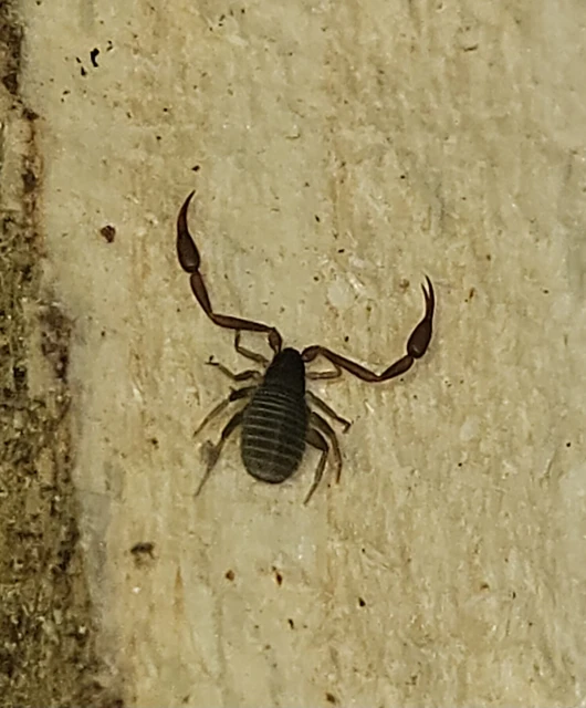 Pseudoscorpionida - Álskorpiók