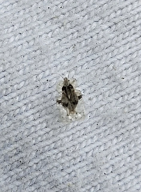 Corythucha arcuata - tölgy-csipkéspoloska