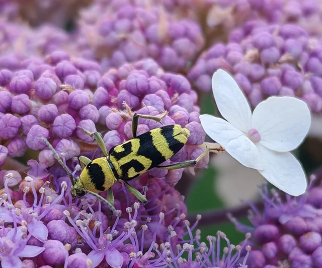 Chlorophorus varius - díszes darázscincér Chlorophorus varius - díszes darázscincér
