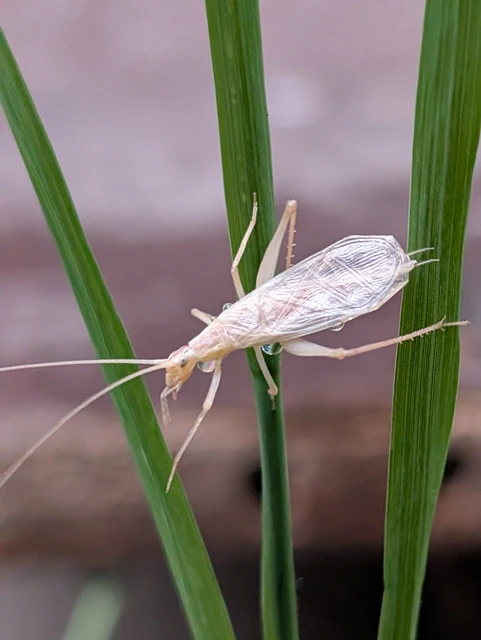 Oecanthus pellucens - pirregőtücsök Oecanthus pellucens - pirregőtücsök