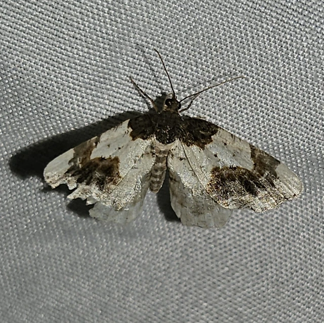 Ligdia adustata - barna levélaraszoló