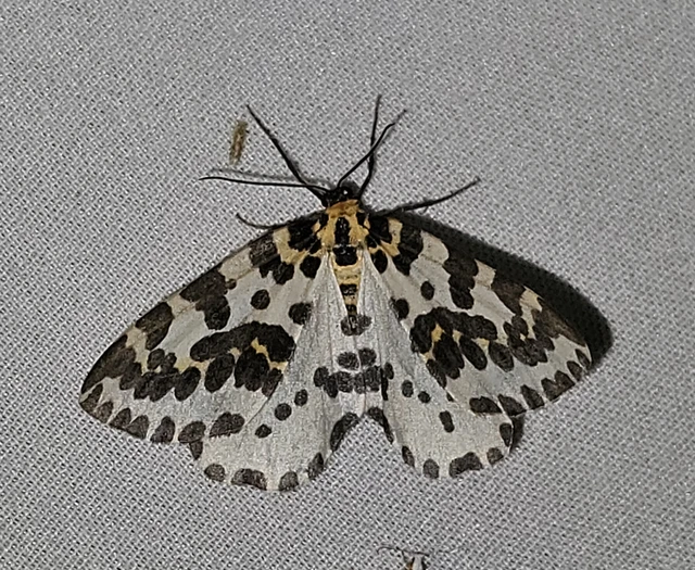 Abraxas grossulariata - köszméte-araszoló