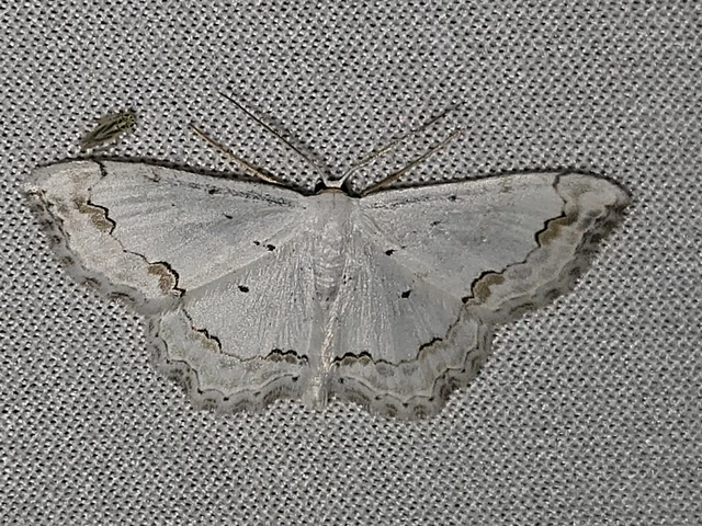 Scopula ornata - díszes fehéraraszoló