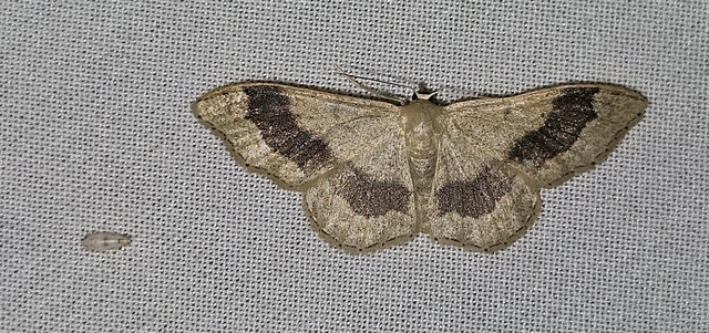 Idaea aversata - nagy sávosaraszoló