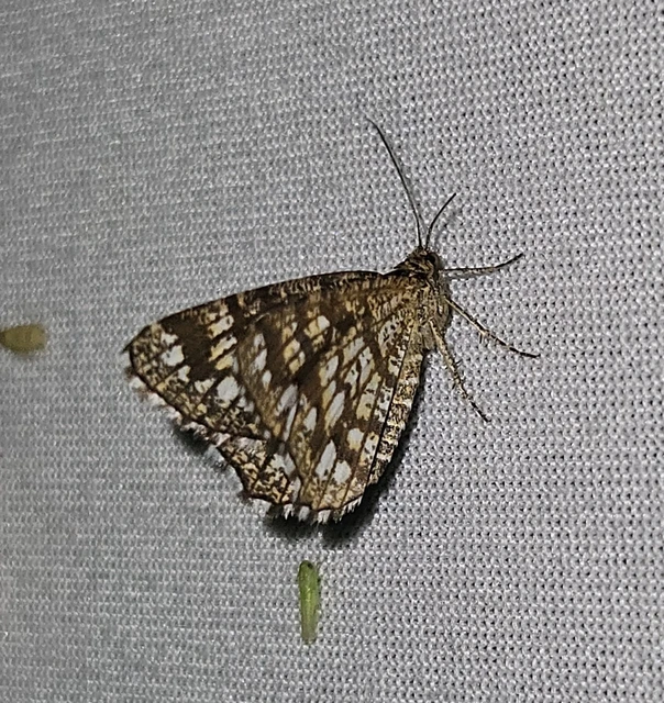 Chiasmia clathrata - rácsos rétiaraszoló