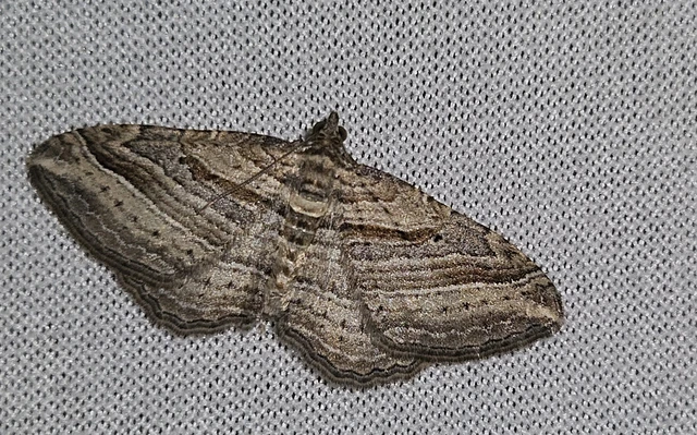 Costaconvexa polygrammata - soksávú araszoló