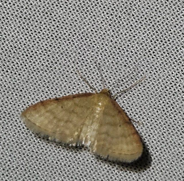 Idaea humiliata - vörösszélű apróaraszoló