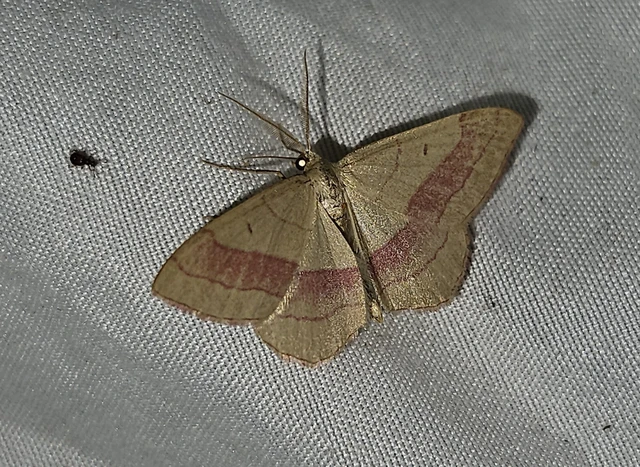 Rhodostrophia vibicaria - pirosszélű araszoló