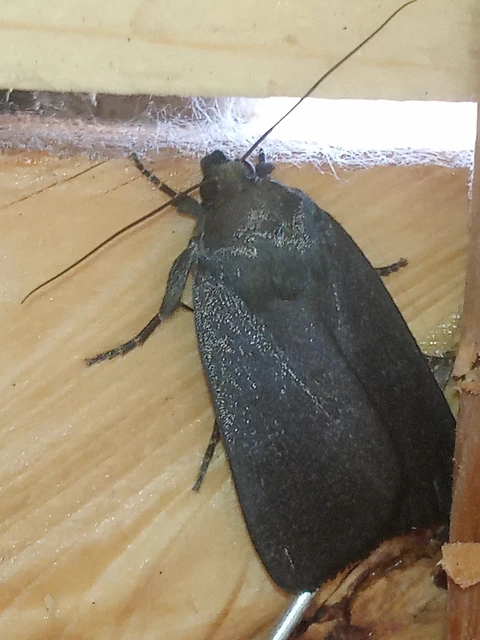 Amphipyra livida - zsírfényű bagoly