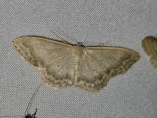 Idaea deversaria - egyszínű sávosaraszoló